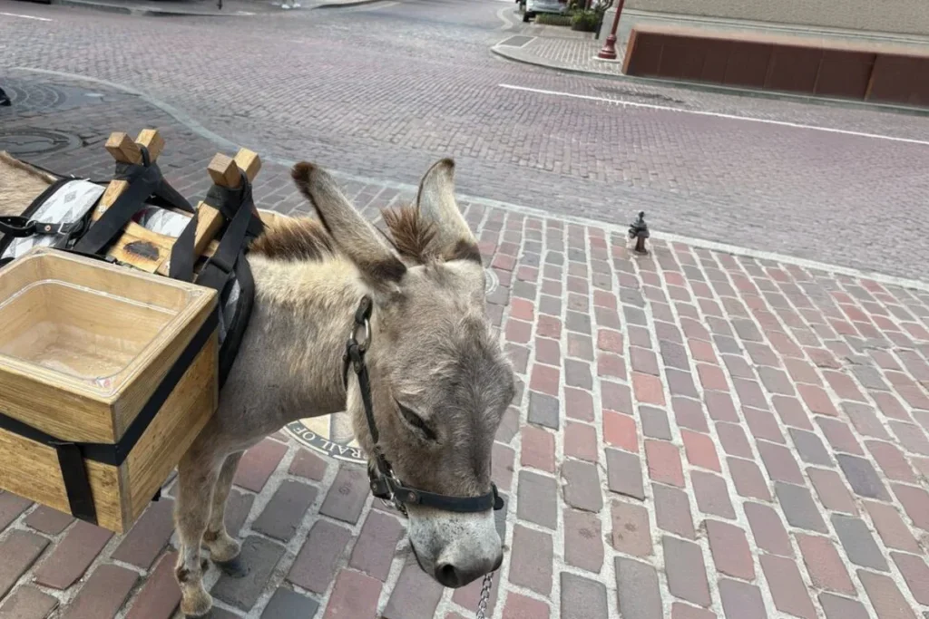 Wild West Entertainment